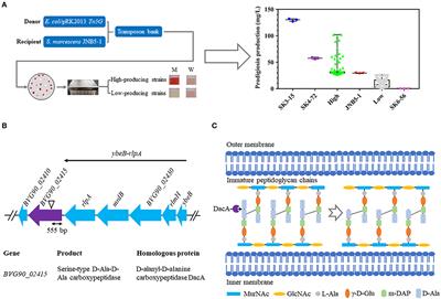 Loss of Serine-Type D-Ala-D-Ala Carboxypeptidase DacA Enhances Prodigiosin Production in Serratia marcescens